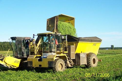 Bean Harvest 2